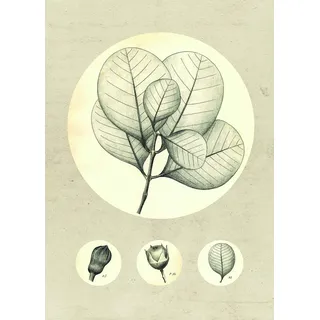 KOMAR Wandbild Transparent Leaf 50 x 70 cm