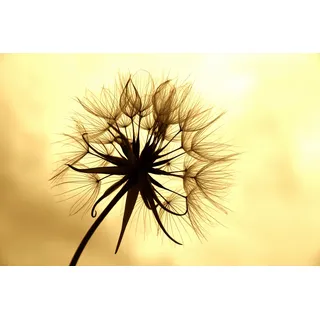 Papermoon »PUSTEBLUME-LÖWENZAHN BLUME ABSTRAKT DESIGN MUSTER BLÜTE«, bunt,