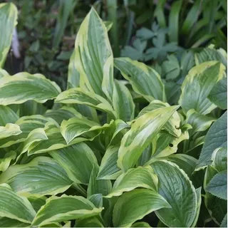 6 x Funkie Ground Master - Hosta 'Ground Master' - Topf 9cm x 9cm