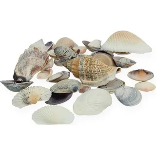 Maritime Deko-Muscheln für Tisch, Glasvase, Aquarium