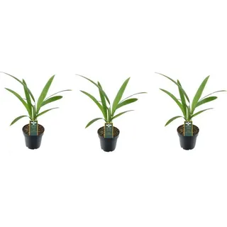 3 Stück Trachycarpus Fortunei Palmen - ca. 25 cm Höhe - Ideal für Garten & Terrasse - Winterharte Hanfpalmen im Set