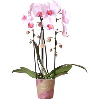 Kolibri Orchids | rosa Phalaenopsis Orchidee - Niagara Fall - Topfgröße Ø12cm | blühende Zimmerpflanze - frisch vom Züchter - Rosa
