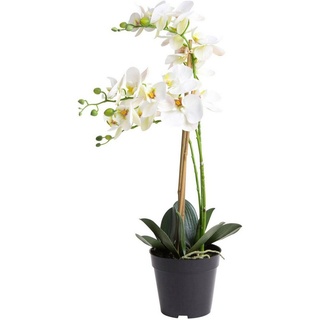 Botanic-Haus Kunstorchidee »Orchidee Bora«, beige