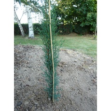 Générique NO Name Bambusstäbe, 150 cm, SM Pflanzen, Natur, 4 Stück