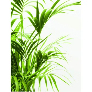 KOMAR Wandbild Reed Leaves 40 x 50 cm