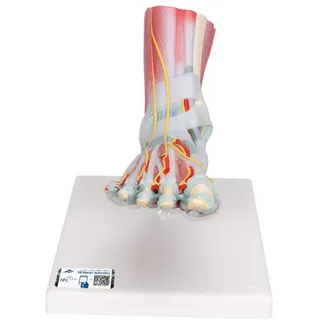 3B Scientific M34/1 Skelettmodell des Fuß mit Bändern und Muskeln + kostenloser Anatomie-Software - 3B Smart Anatomy