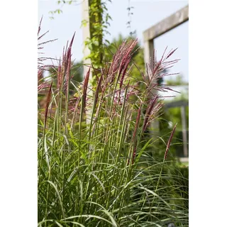 Miscanthus sinensis 'Rotsilber', Chinaschilf, rot-silber, 7,5-10 L Container