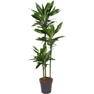 Dracaena Janet Lind - 160 Cm - Ø24