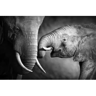 queence Leinwandbild "Elefant" Elefant  Elefanten  Elefanten Bilder  Gruppen & Familien  Schwarz-Weiß Premium-Leinwandstoff, Handarbeit aus Deutschland, 60x40cm, farbe bild(er): schwarz