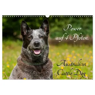 Calvendo Power auf 4 Pfoten. Australian Cattle Dog (Wandkalender 2026 DIN A3 quer), CALVENDO Monatskalender: Australian Cattle Dogs auf 13 wunderschönen Fotos (CALVENDO Tiere)