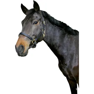 Covalliero Halfter Eco Kaltblut Leder Schwarz