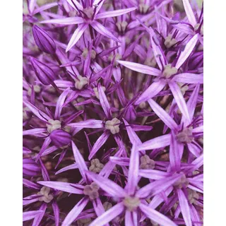 Rasch Tapete 364125 - Fototapete auf Vlies mit Blumen in Lila aus der Kollektion Magicwalls - 2,65 m x 2,12 m (LxB)