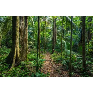 Papermoon "REGEN-WALD-AMAZONAS PERU MANO PARK WEG BÄUME SYDAMERIKA", bunt,