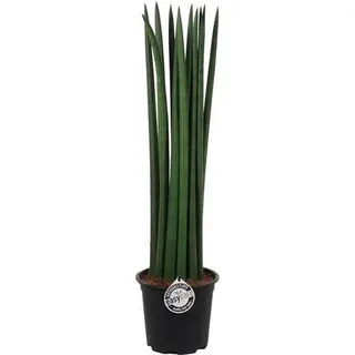 Sansevieria Cylindrica Straight ca. 70 cm – Bogenhanf, Schwiegermutterzunge, luftreinigende Zimmerpflanze für bessere Raumluft