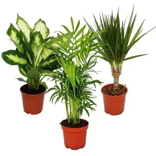 Zimmerpflanzen-Mix II 3er Set, 1x Dieffenbachia, 1x Chamaedorea (Bergpalme) 1x Dracena marginata (Drachenbaum), 10-12cm Topf