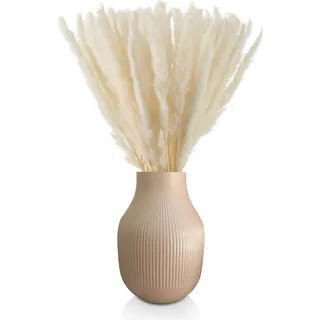 Blumtal 50 Stück Pampasgras getrocknet - Trockenblumen Pampas Grass, Weiß - Weiß