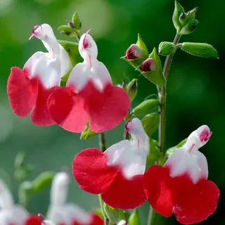 6 x Salbei - Salvia microphylla 'Hot Lips' | Topf 9cm x 9cm - Rot, Weiß