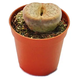 Lithops - Lebender Stein - im 5,5cm Topf - Grün