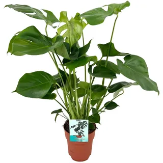 Meergroothandel Monstera Deliciosa (Lochpflanze) - 60 cm, Ø19 cm