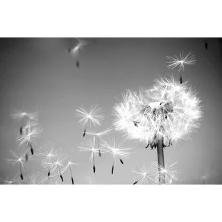 Papermoon "Pusteblume Schwarz & Weiß", schwarz, weiß),