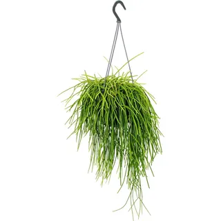 Urban Jungle Elegance Moderne Kakteen-Ampel mit toller Blattstruktur Rhipsalis baccifera shaferi 15cm