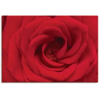Artland Leinwandbild »Rote Rose« Blumen 1 Stk. tlg. als Alubild, Outdoorbild, Leinwandbild in verschied. Größen, rot