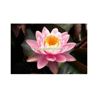 Seerose Fabiola winterhart intensiv rosa - Rhizom, Teichpflanze