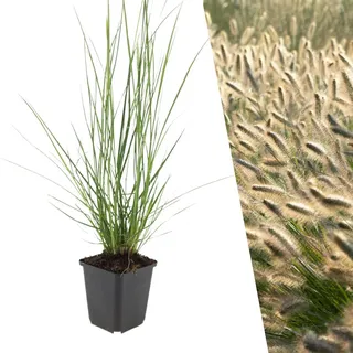 Plants by Frank | 24 Lampenputzergras Pflanzen | Pennisetum alopecuroides 'Hameln' | Bodendecker Winterhart | Stauden Winterhart | Gartenpflanzen