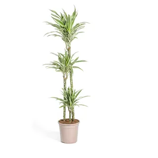 Drachenbaum - Drachenlilie - Dracaena deremensis White Stripe - 130-150cm hoch - Grün