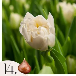 Tulpenzwiebeln - 14 Stk - Tulipa 'Northcap' - Blumenzwiebeln - Gelb - Gelb