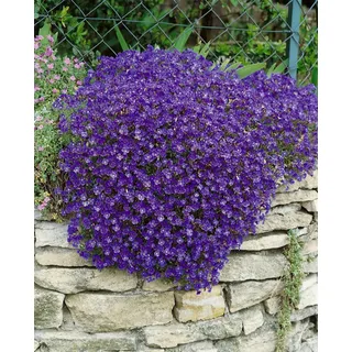 Aubrieta x cult. 'Cascade Blue', Blaukissen, blau, ca. 9x9 cm Topf