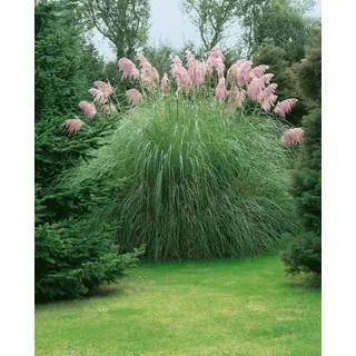 Cortaderia selloana 'Rosea', Pampasgras, rosa, 3-5 Liter Container
