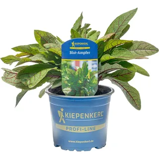 Kiepenkerl Blutsauerampfer Redstripe Topf-Ø ca. 12 cm