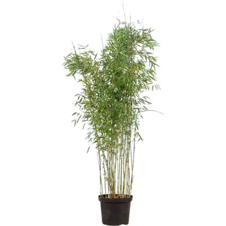 Gartenbambus Campbell Set à 25 Stück Höhe ca. 175 - 200 cm Fargesia robusta