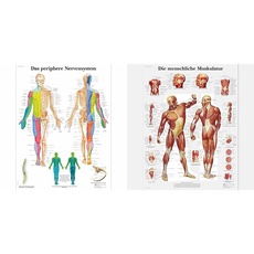 3B Scientific Lehrtafel laminiert - Das periphere Nervensystem & Lehrtafel laminiert - Die menschliche Muskulatur