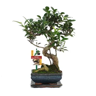 Bonsai Chinesischer Feigenbaum - Ficus retusa - ca. 6 Jahre - Braun