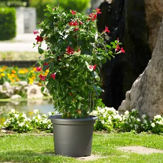 Geo Ø 45 x 34 cm anthrazit