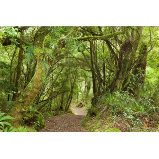 Papermoon »TROPISCHER WALD-BAUM DSCHUNGEL SONNE WEG PFLANZE FARNE«, bunt,