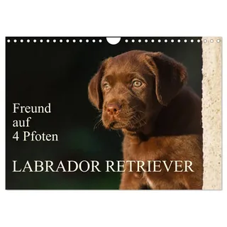 Freund auf 4 Pfoten - Labrador Retriever (Wandkalender 2026 DIN A4 quer), CALVENDO Monatskalender: Der Labrador Retriever, eine der beliebtesten ... Kalenderblättern (CALVENDO Tiere)
