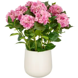 Creativ green Kunstpflanze »Hortensie« im eleganten Topf, pink