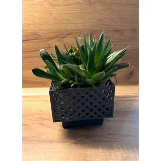 Kimmel 2 Stück Übertopf 13x13 cm Blumenübertopf für Zimmerpflanzen Orchideentopf Pflanztopf Blumentopf Deko Topf Pflanzkübel, aus Kunststoff, Farbe grau