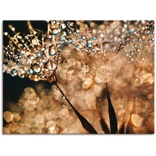 Artland Wandbild "Pusteblume Goldschimmer" Blumen 1 Stk. tlg. als Alubild, Leinwandbild, Poster in verschied. Größen, farbe bild(er): goldfarben
