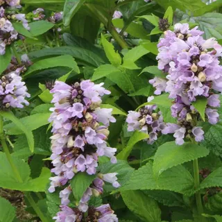 6 x Sitzende Katzenminze - Nepeta subsessilis | Topf 9cm x 9cm