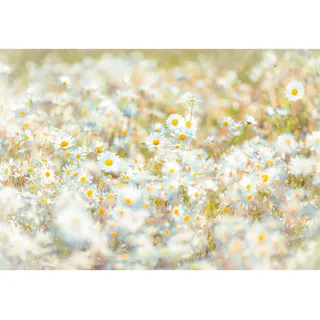KOMAR Fototapete Daisies 368 x 254 cm