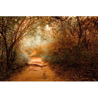 Papermoon Fototapete »Tropischer Dschungel«, bunt