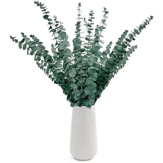 XIATIAN 24 Stück Eukalyptus Getrocknet 43cm+, Eukalyptus Deko | Natürlichen Trockenblumen Eukalyptu, Fördert Entspannung Lindert Angstzustände für Hochzeiten, Raumduft, Blumen Arrangements