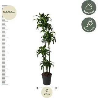 Drachenbaum - Dracaena Dorado 170cm - Ø27cm - Zimmerpflanze mit gold-grünen - Grün, Gold