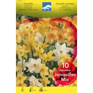 30 x Narcissus jonquille gemischt - mix - Blumenzwiebeln