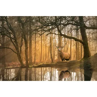 Papermoon Fototapete »Hirsch im Wald«, bunt