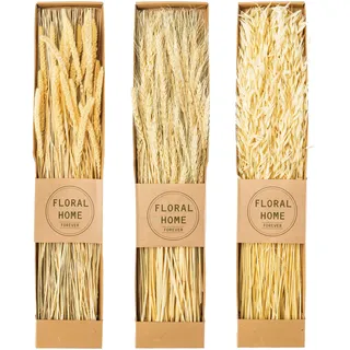 Creativ green Trockenblume »Trockenblumen-Bündel«